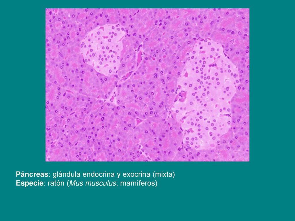 Páncreas: glándula endocrina y exocrina (mixta) Especie: ratón (Mus musculus; mamíferos)