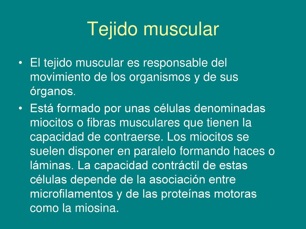 Tejido muscular El tejido muscular es responsable del movimiento de los organismos y de sus órganos.