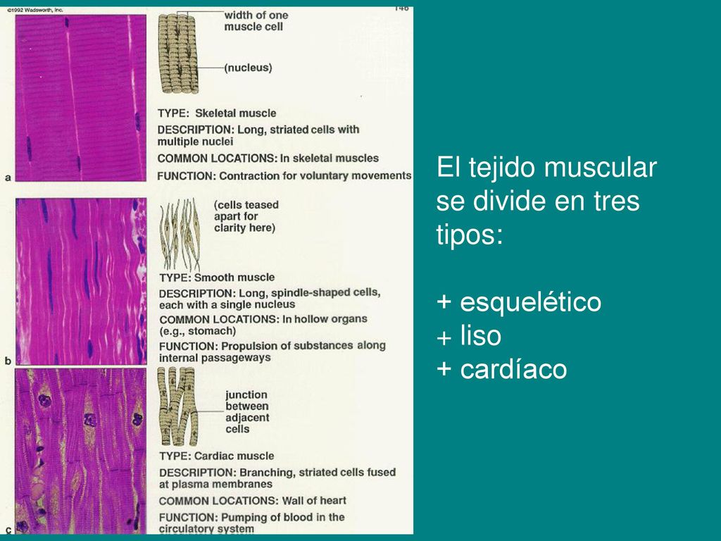 El tejido muscular se divide en tres tipos: