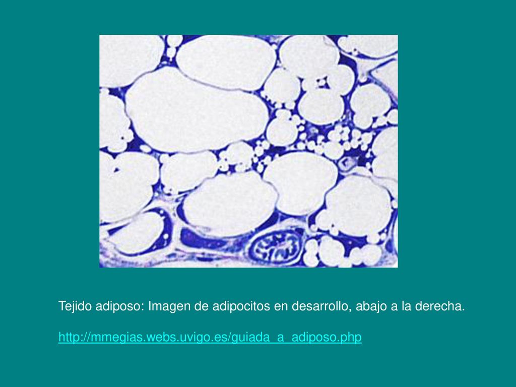 Tejido adiposo: Imagen de adipocitos en desarrollo, abajo a la derecha.