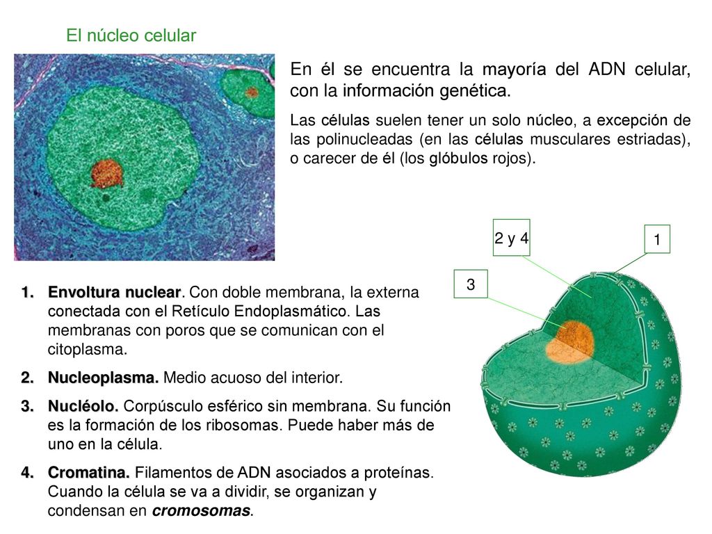 El núcleo celular En él se encuentra la mayoría del ADN celular, con la información genética.