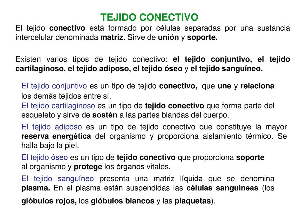TEJIDO CONECTIVO El tejido conectivo está formado por células separadas por una sustancia intercelular denominada matriz. Sirve de unión y soporte.
