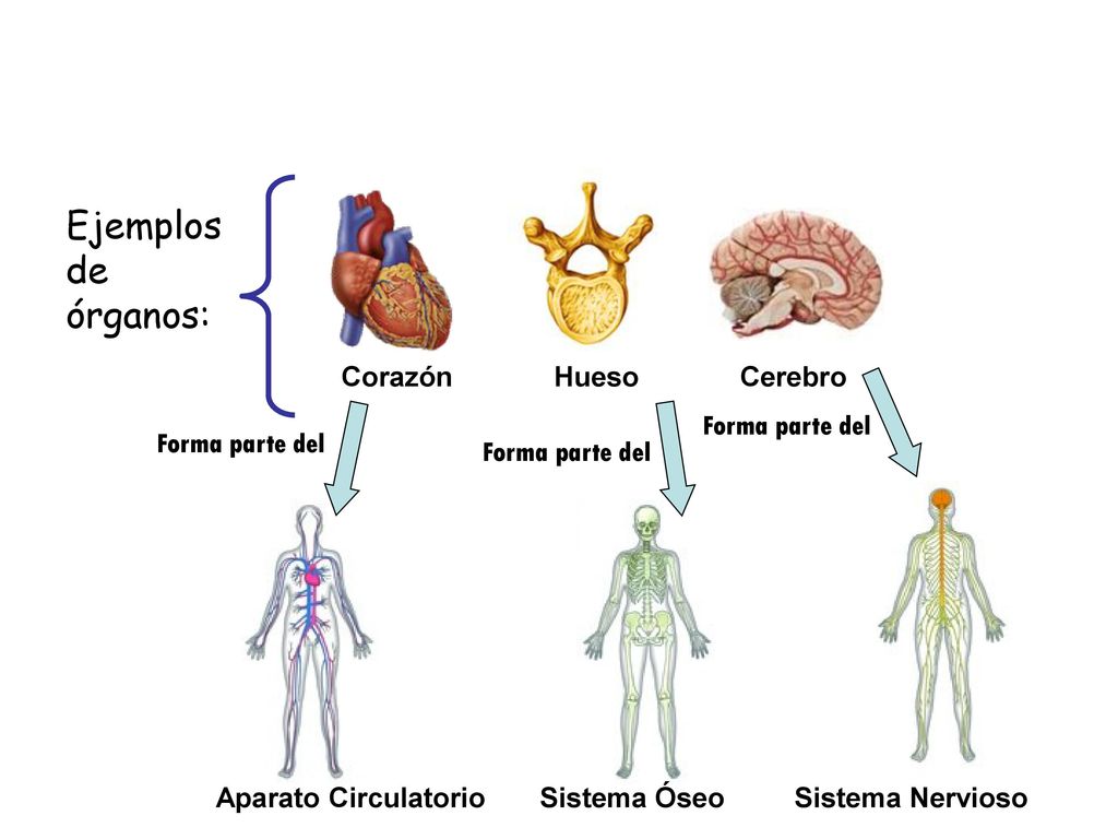 Ejemplos de órganos: Corazón Hueso Cerebro Forma parte del