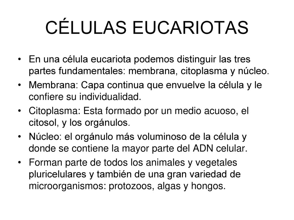 CÉLULAS EUCARIOTAS En una célula eucariota podemos distinguir las tres partes fundamentales: membrana, citoplasma y núcleo.