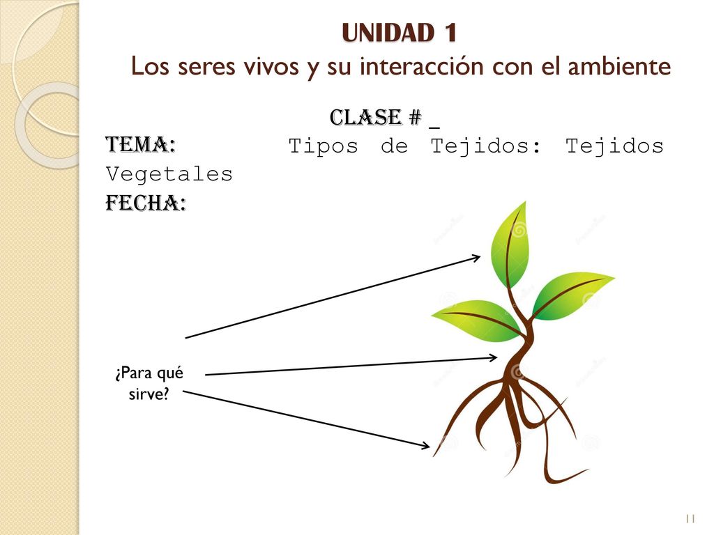UNIDAD 1 Los seres vivos y su interacción con el ambiente