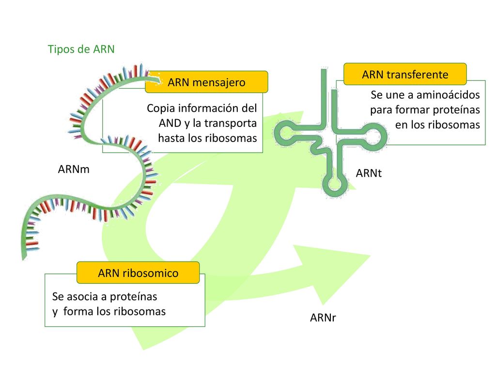 Tipos de ARN ARN transferente. ARN mensajero. Se une a aminoácidos para formar proteínas en los ribosomas.