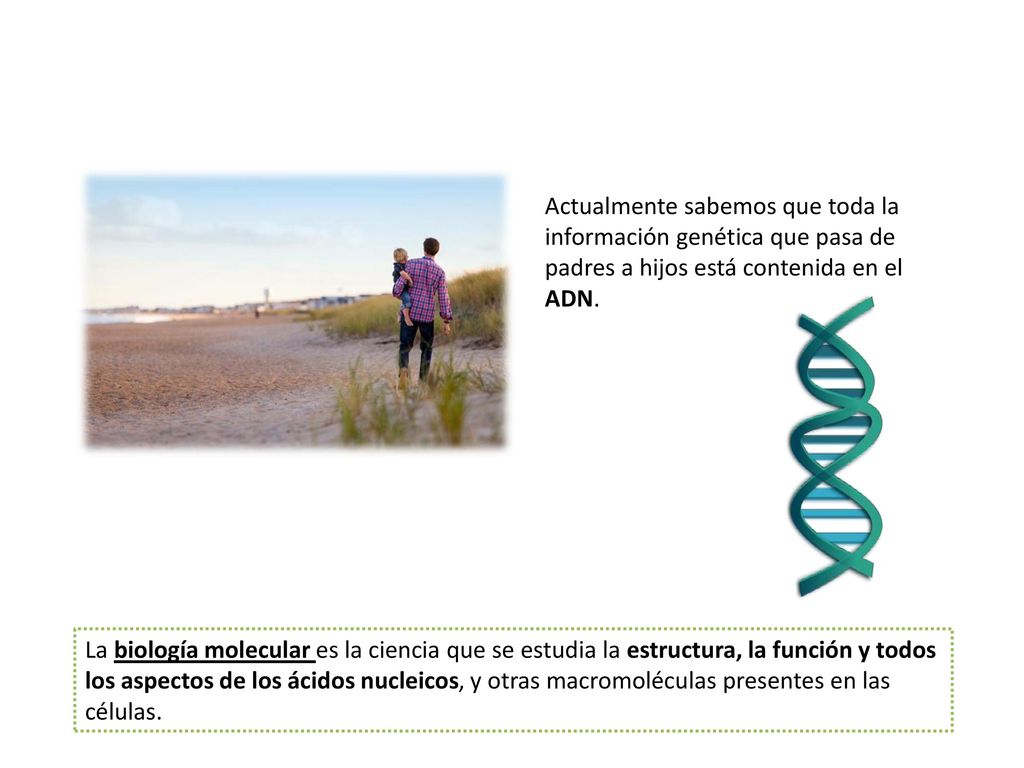 Actualmente sabemos que toda la información genética que pasa de padres a hijos está contenida en el ADN.