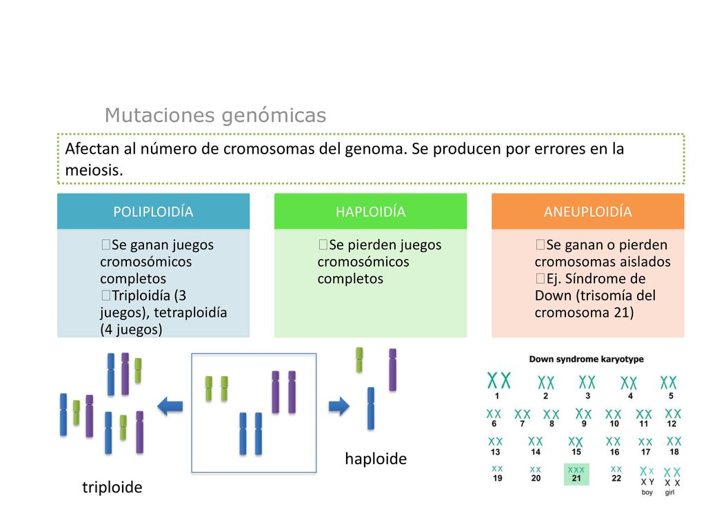 Mutaciones genómicas Afectan al número de cromosomas del genoma. Se producen por errores en la meiosis.