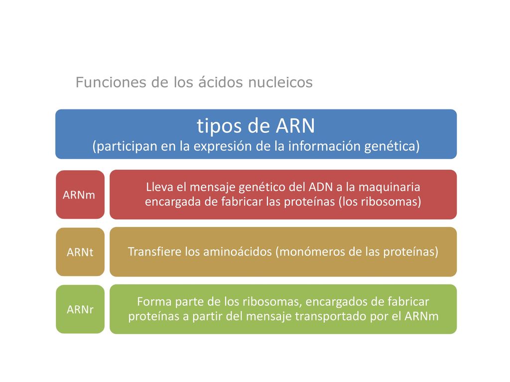 tipos de ARN (participan en la expresión de la información genética)