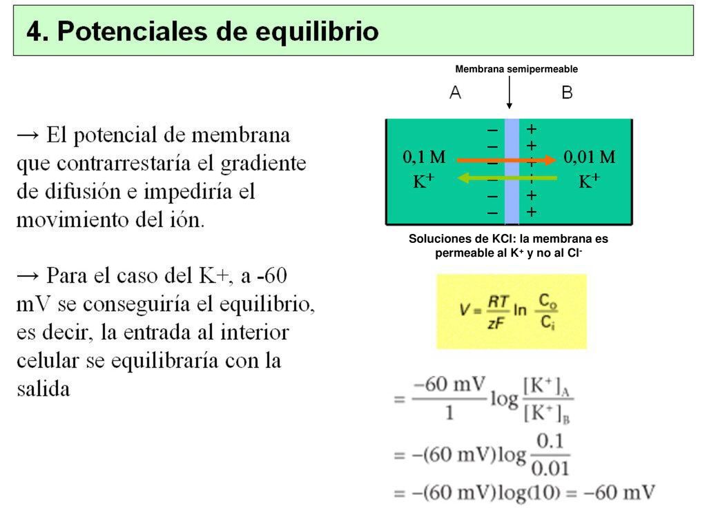 Soluciones de KCl: la membrana es permeable al K+ y no al Cl-