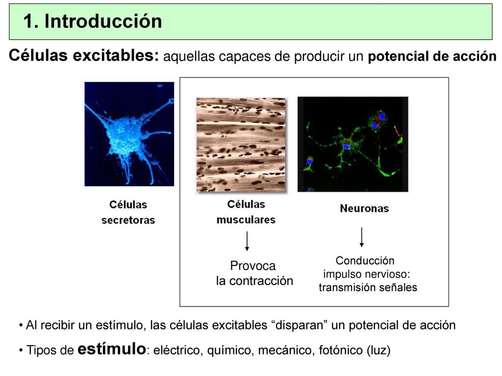 1. Introducción Células excitables: aquellas capaces de producir un potencial de acción. Conducción.