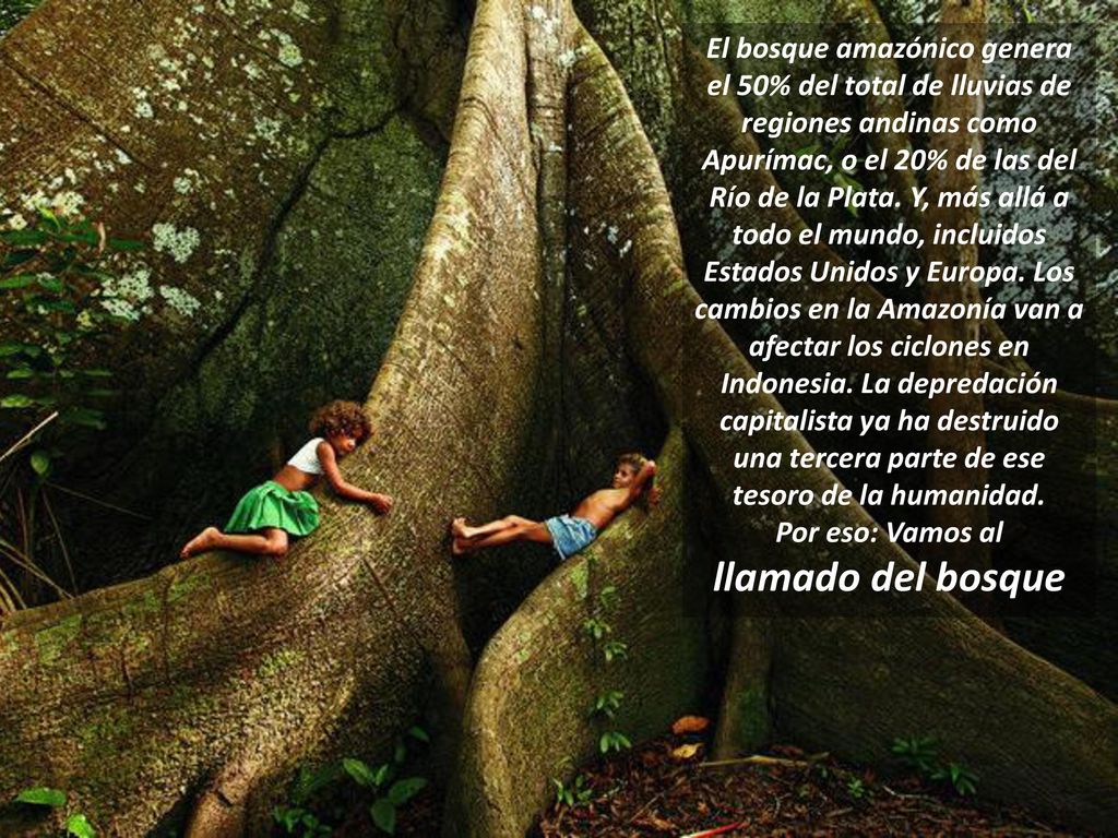 El bosque amazónico genera el 50% del total de lluvias de regiones andinas como Apurímac, o el 20% de las del Río de la Plata. Y, más allá a todo el mundo, incluidos Estados Unidos y Europa. Los cambios en la Amazonía van a afectar los ciclones en Indonesia. La depredación capitalista ya ha destruido una tercera parte de ese tesoro de la humanidad.