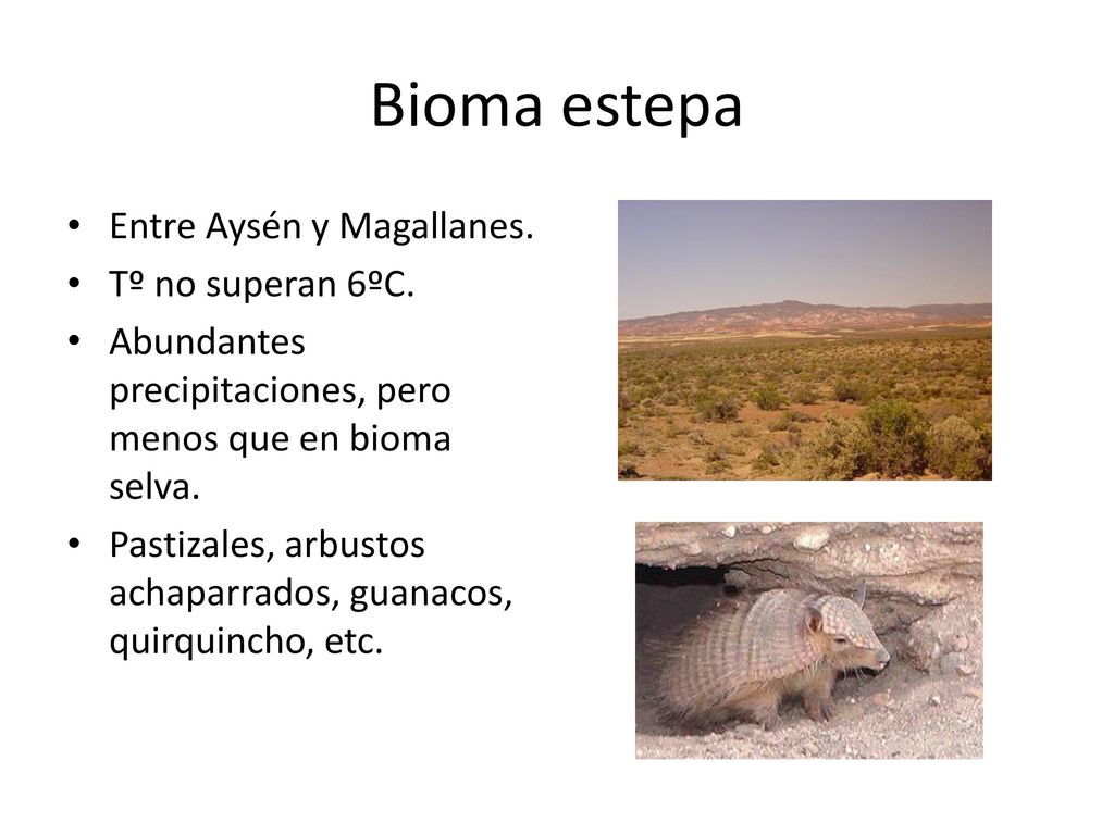 Bioma estepa Entre Aysén y Magallanes. Tº no superan 6ºC.
