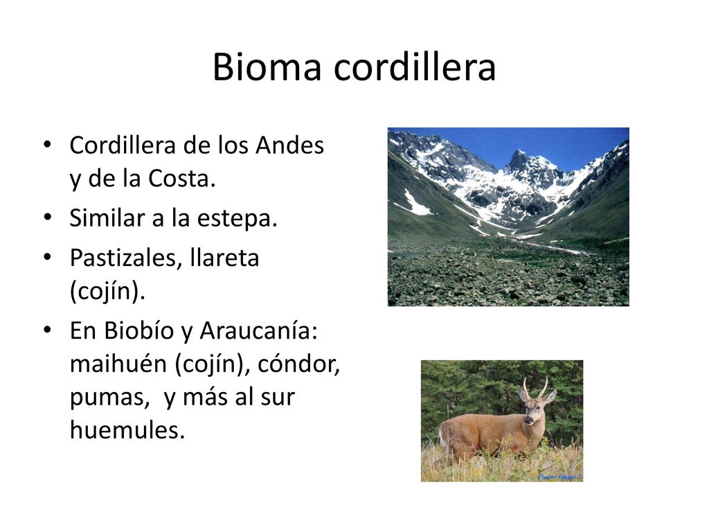 Bioma cordillera Cordillera de los Andes y de la Costa.