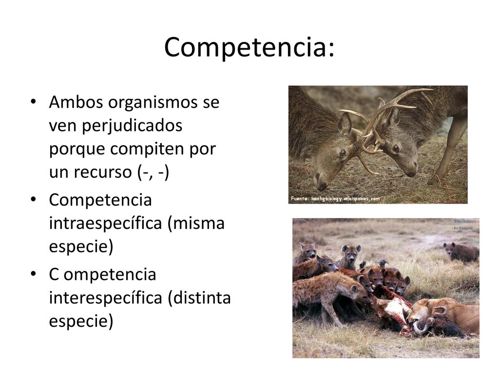 Competencia: Ambos organismos se ven perjudicados porque compiten por un recurso (-, -) Competencia intraespecífica (misma especie)