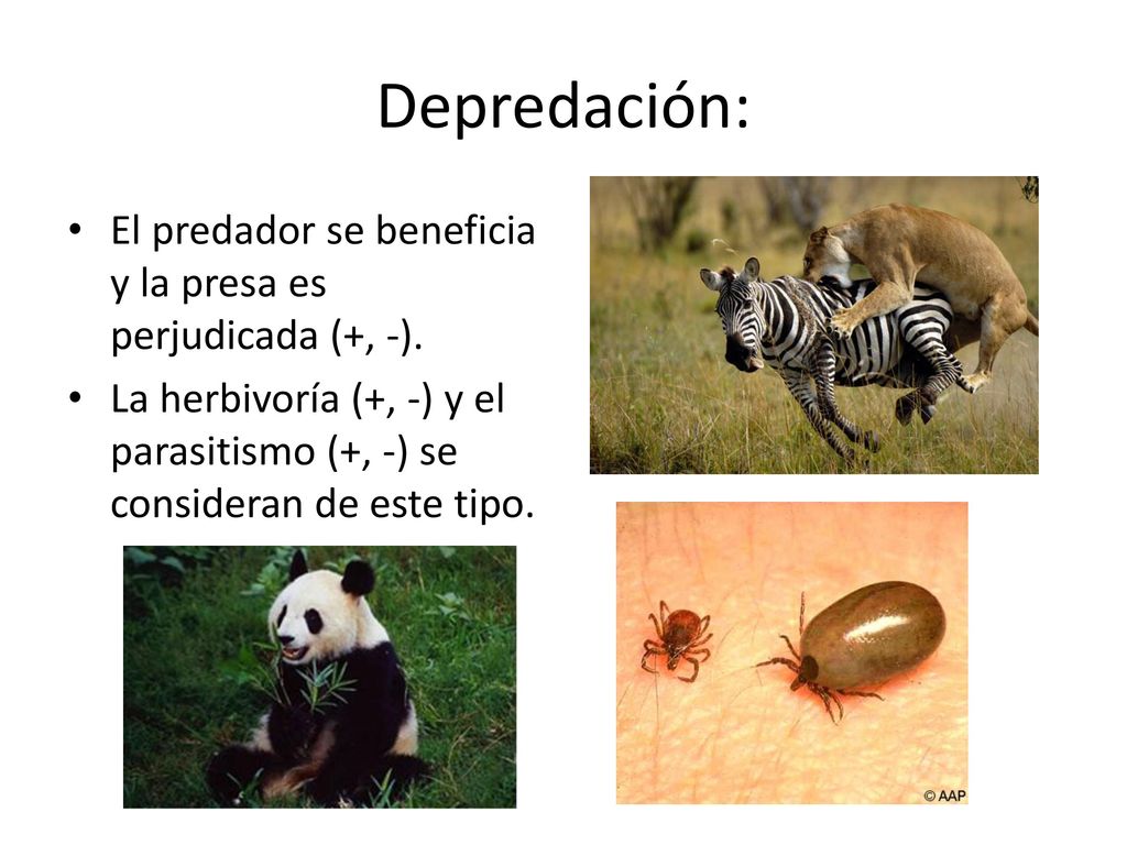 Depredación: El predador se beneficia y la presa es perjudicada (+, -).