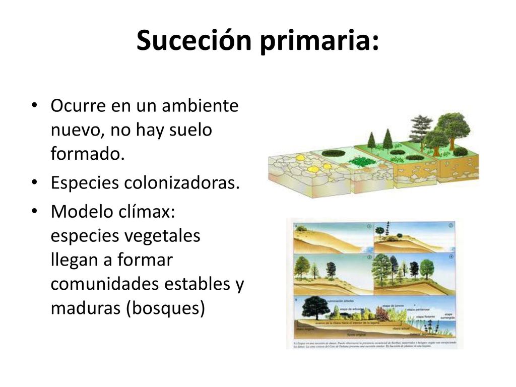 Suceción primaria: Ocurre en un ambiente nuevo, no hay suelo formado.