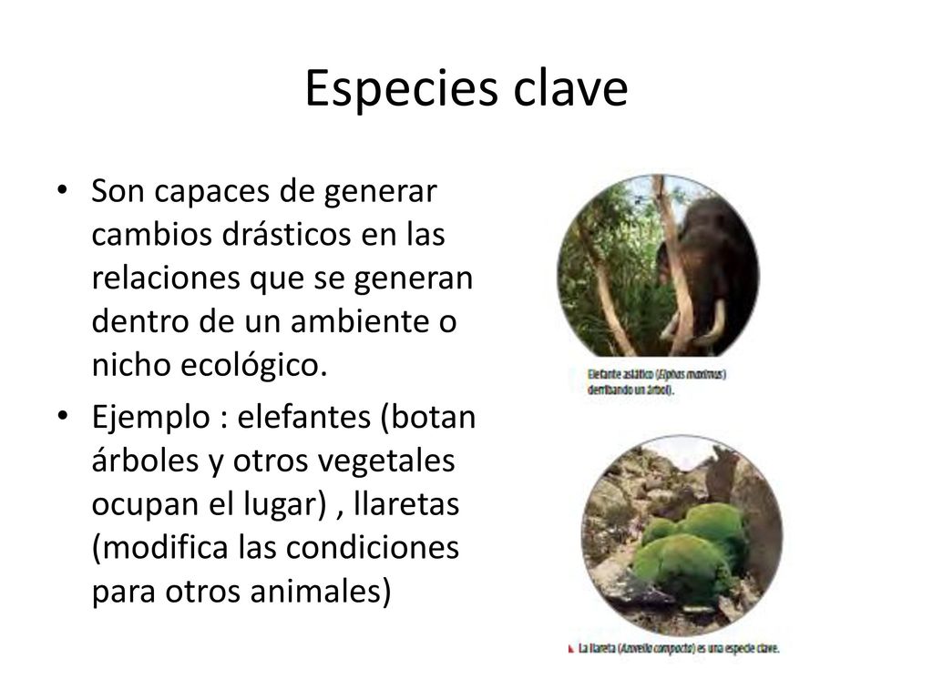 Especies clave Son capaces de generar cambios drásticos en las relaciones que se generan dentro de un ambiente o nicho ecológico.
