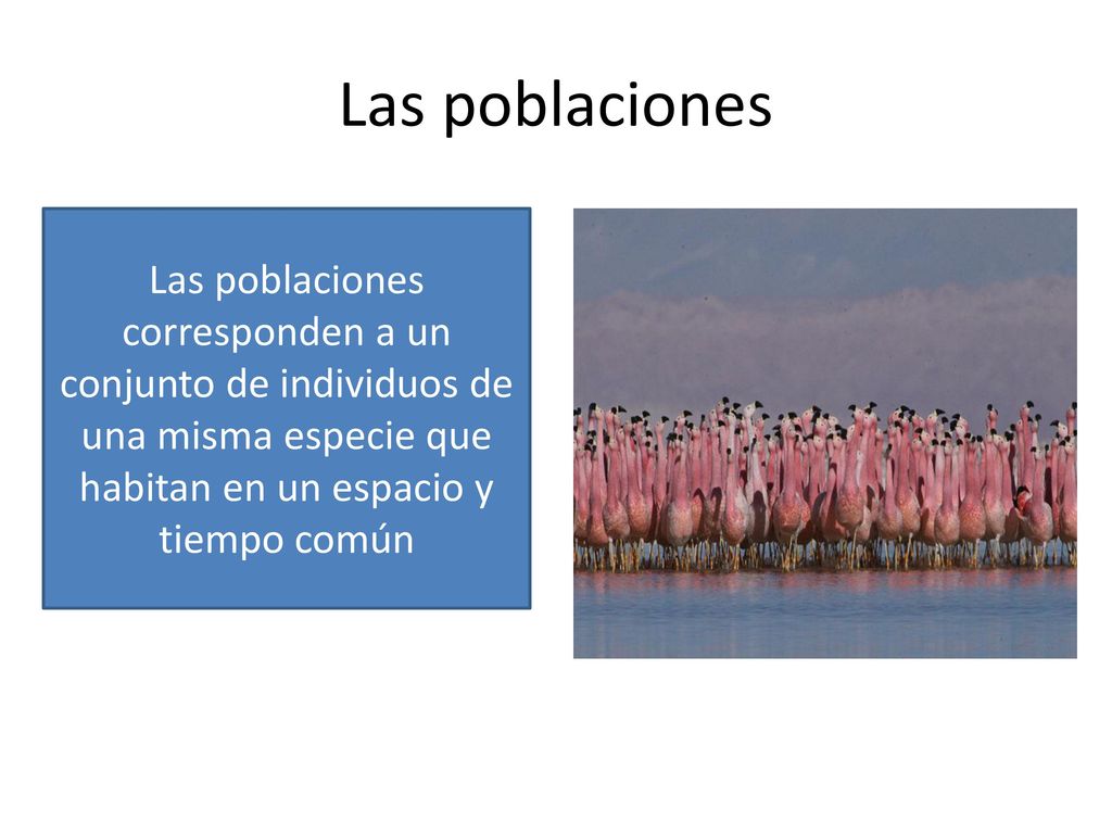 Las poblaciones Las poblaciones corresponden a un conjunto de individuos de una misma especie que habitan en un espacio y tiempo común.