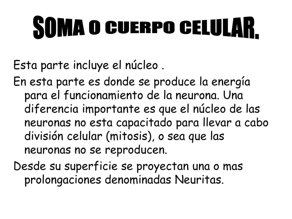 SOMA O CUERPO CELULAR. Esta parte incluye el núcleo .