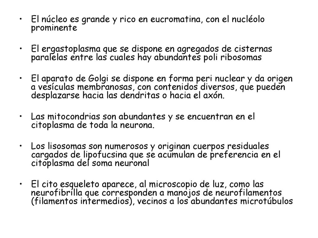El núcleo es grande y rico en eucromatina, con el nucléolo prominente