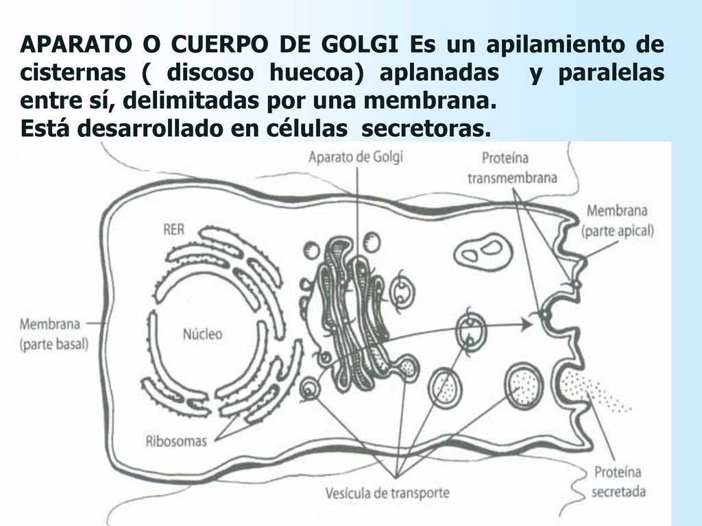 APARATO O CUERPO DE GOLGI Es un apilamiento de cisternas ( discoso huecoa) aplanadas y paralelas entre sí, delimitadas por una membrana.