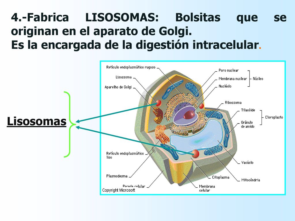 4.-Fabrica LISOSOMAS: Bolsitas que se originan en el aparato de Golgi.