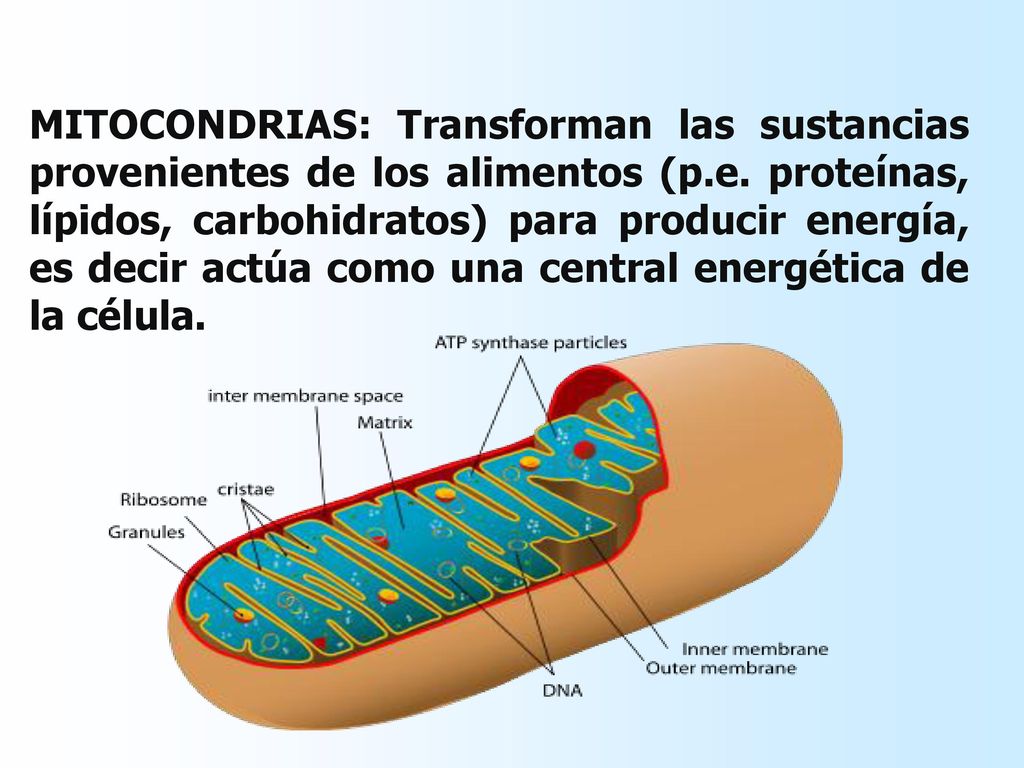 MITOCONDRIAS: Transforman las sustancias provenientes de los alimentos (p.e.