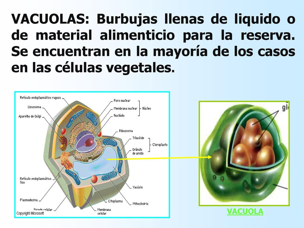 VACUOLAS: Burbujas llenas de liquido o de material alimenticio para la reserva. Se encuentran en la mayoría de los casos en las células vegetales.
