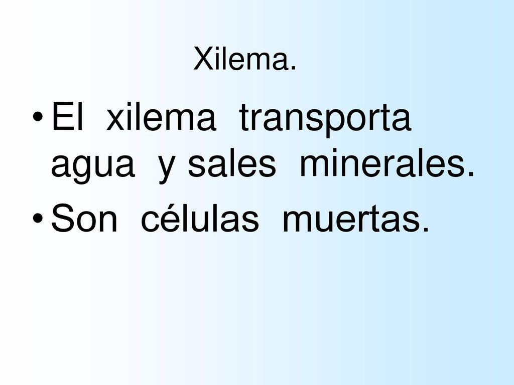 El xilema transporta agua y sales minerales. Son células muertas.
