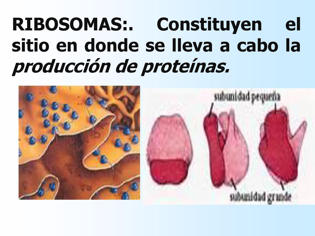 RIBOSOMAS:. Constituyen el sitio en donde se lleva a cabo la producción de proteínas.