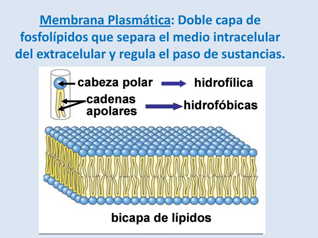 Membrana Plasmática: Doble capa de fosfolípidos que separa el medio intracelular del extracelular y regula el paso de sustancias.