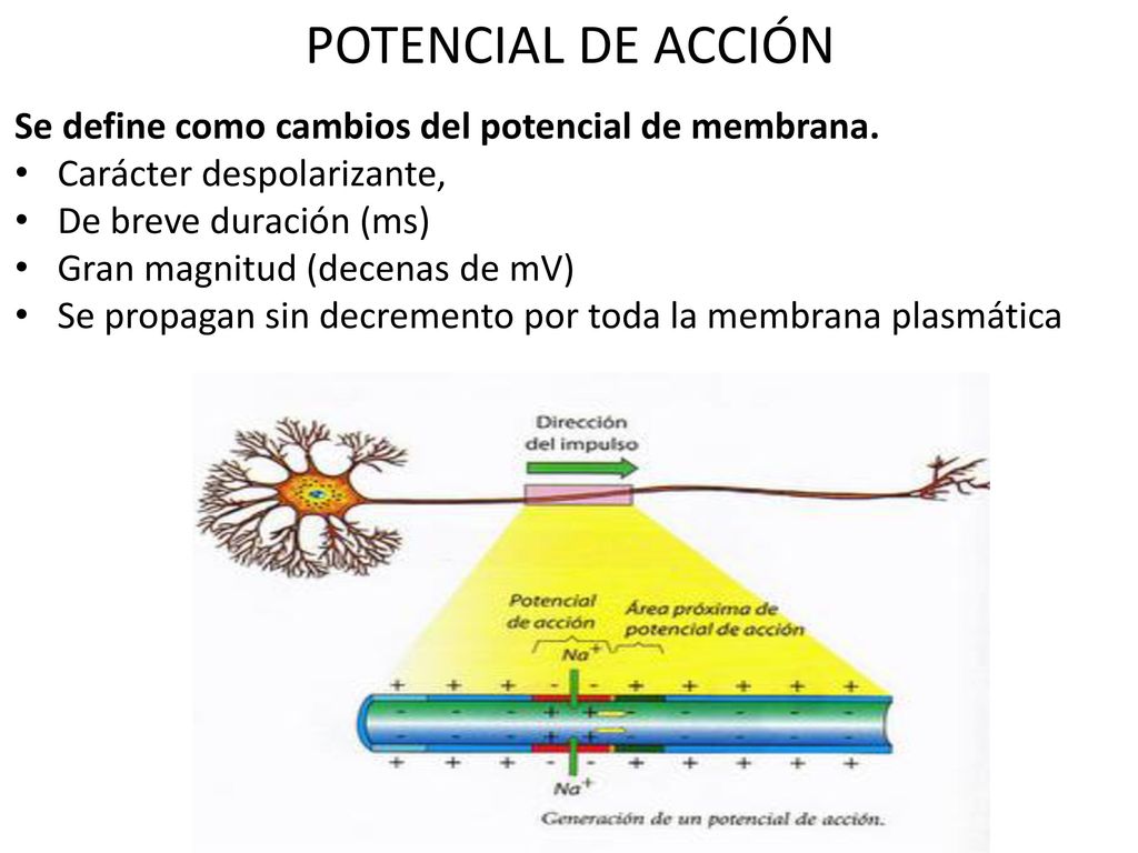 POTENCIAL DE ACCIÓN Se define como cambios del potencial de membrana.