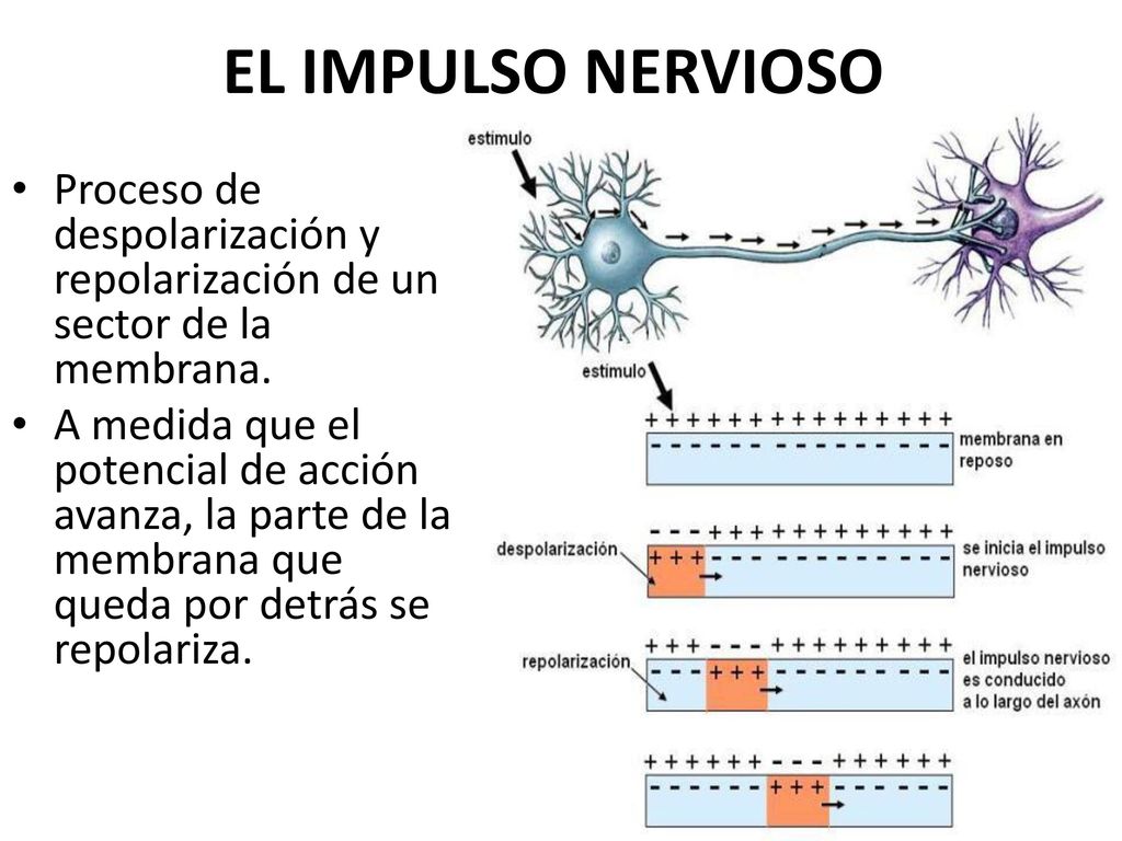 EL IMPULSO NERVIOSO Proceso de despolarización y repolarización de un sector de la membrana.