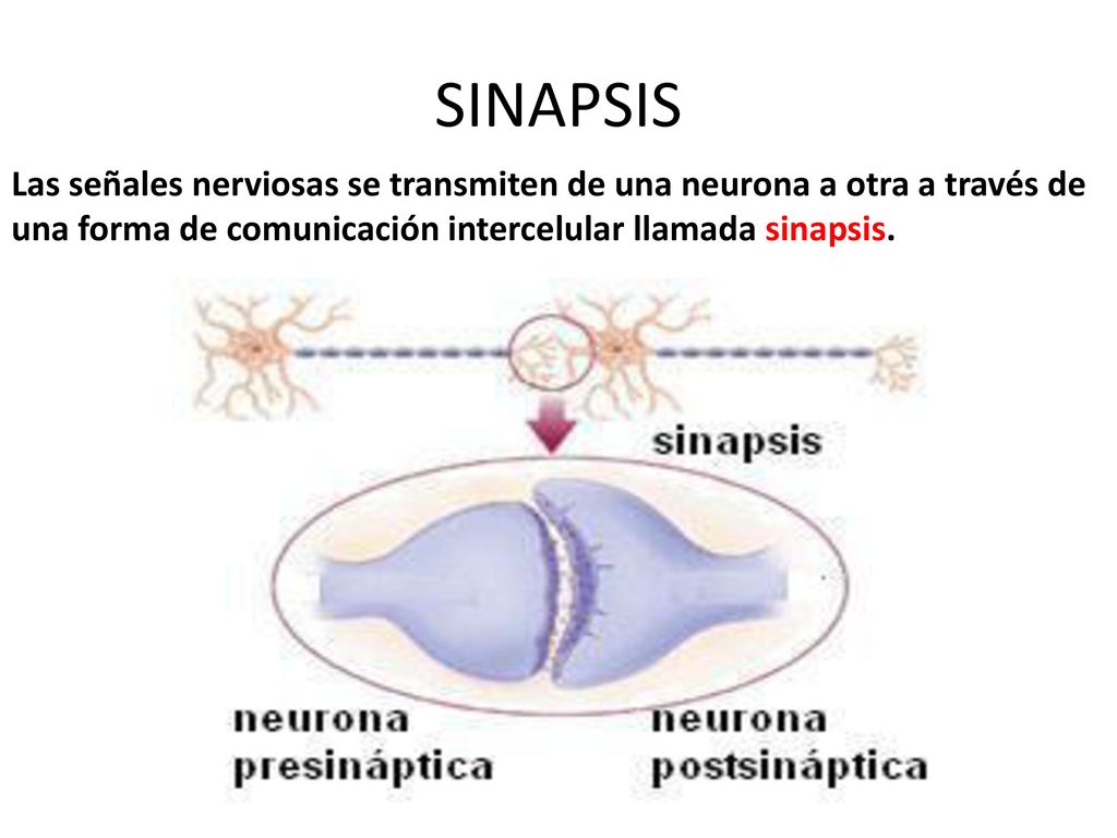 SINAPSIS Las señales nerviosas se transmiten de una neurona a otra a través de una forma de comunicación intercelular llamada sinapsis.
