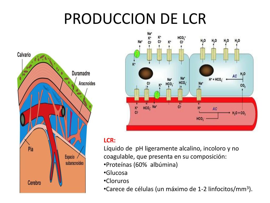 PRODUCCION DE LCR LCR: Líquido de pH ligeramente alcalino, incoloro y no coagulable, que presenta en su composición: