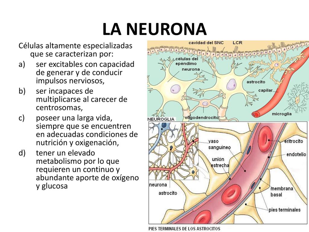 LA NEURONA Células altamente especializadas que se caracterizan por: