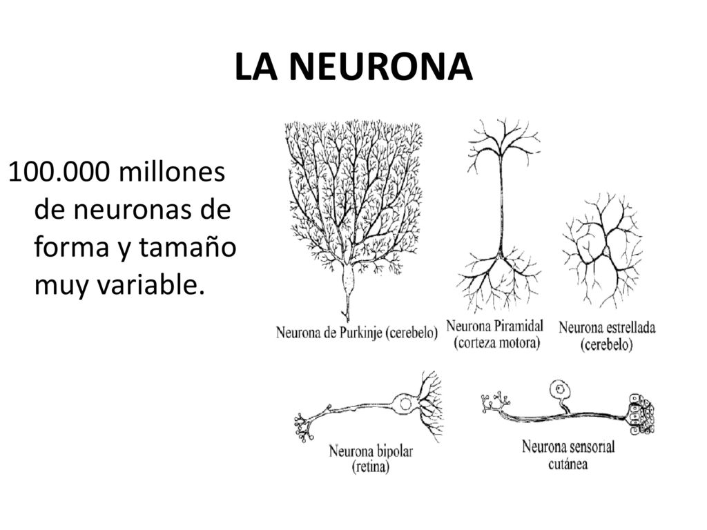 LA NEURONA millones de neuronas de forma y tamaño muy variable.