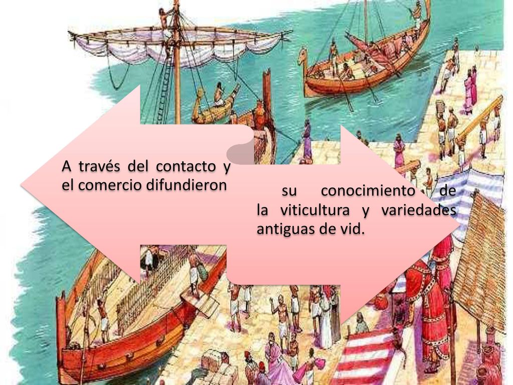 su conocimiento de la viticultura y variedades antiguas de vid.