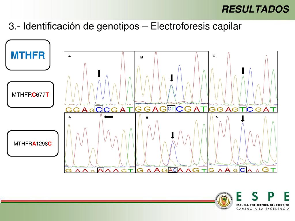 3.- Identificación de genotipos – Electroforesis capilar