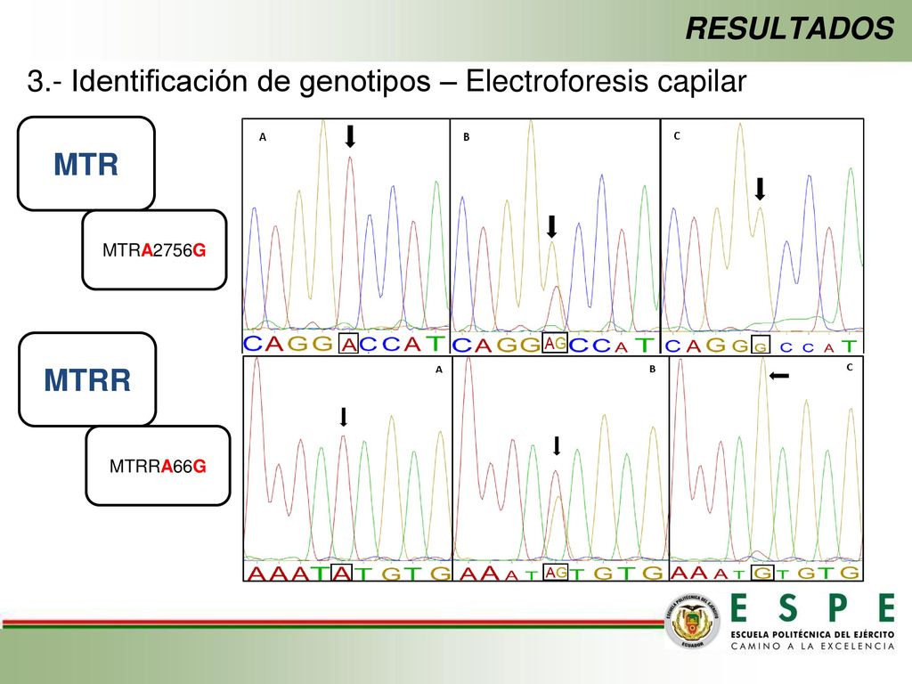 3.- Identificación de genotipos – Electroforesis capilar