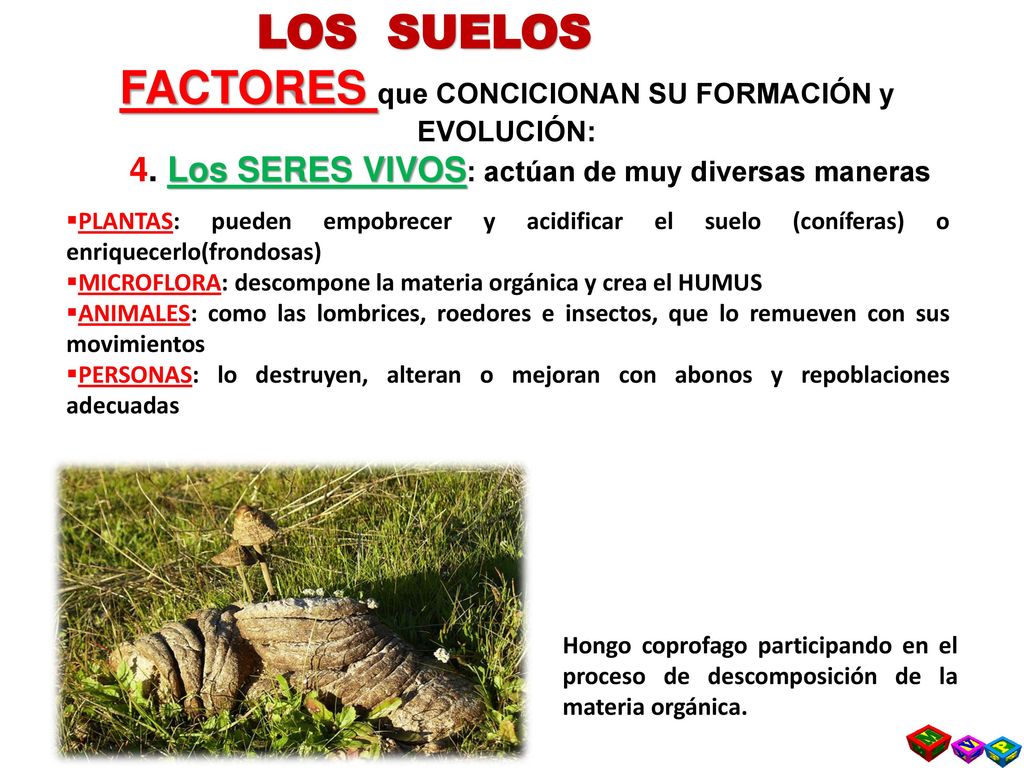LOS SUELOS FACTORES que CONCICIONAN SU FORMACIÓN y EVOLUCIÓN: 4. Los SERES VIVOS: actúan de muy diversas maneras.
