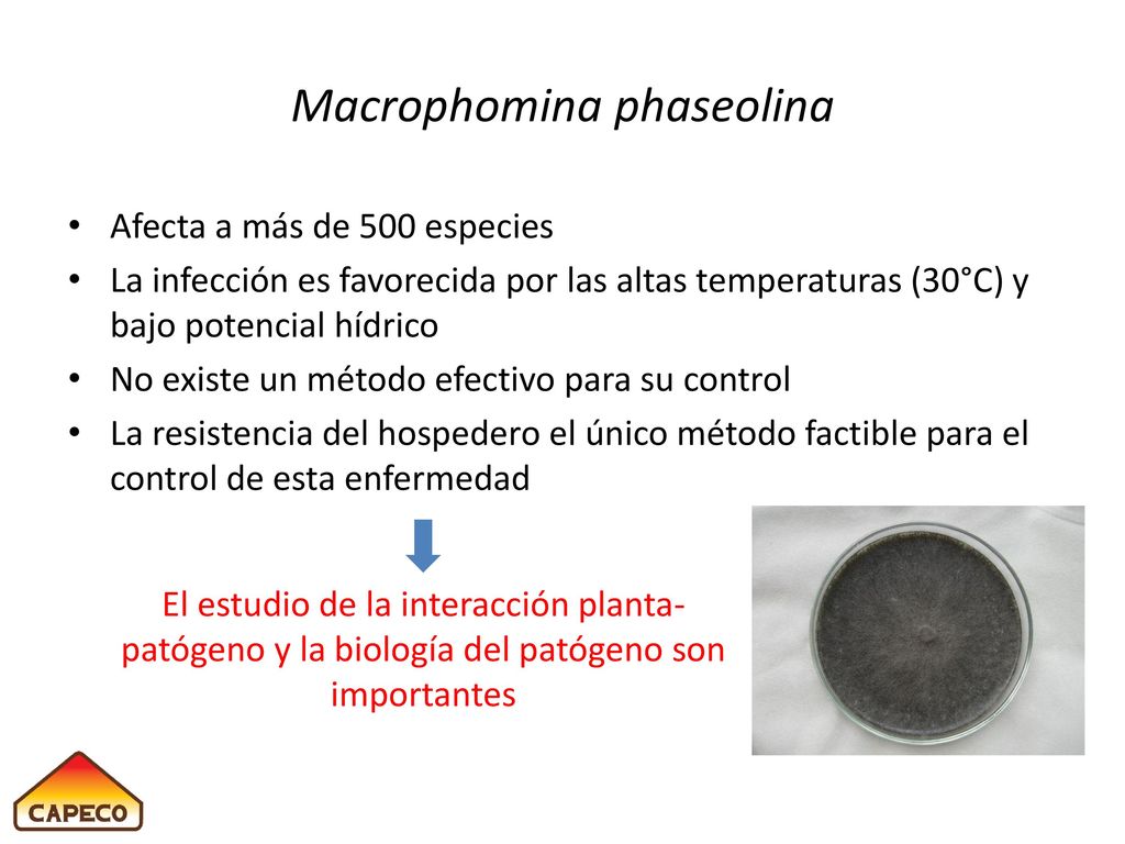 Miembros del Equipo Investigador Institución Julio Iehisa CAPECO, FCQ