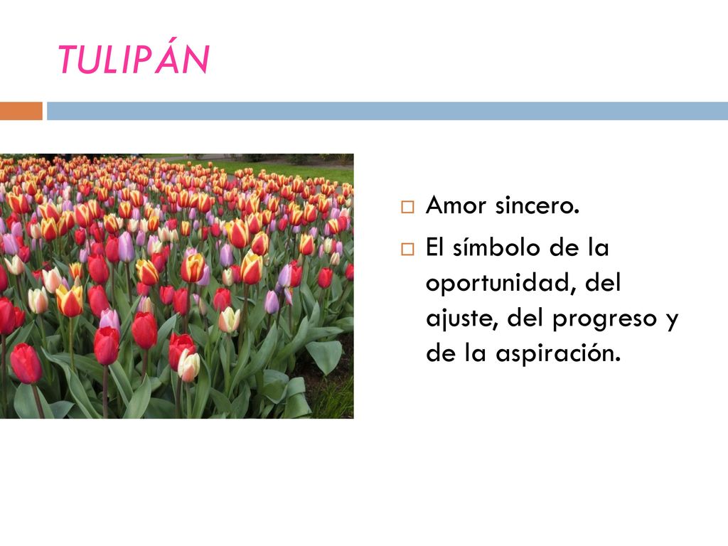 TULIPÁN Amor sincero. El símbolo de la oportunidad, del ajuste, del progreso y de la aspiración.