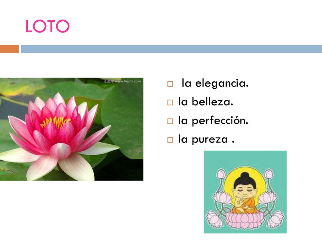 LOTO la elegancia. la belleza. la perfección. la pureza .