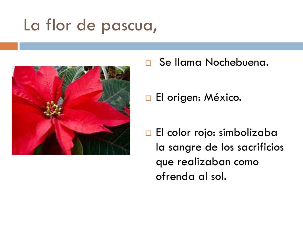 La flor de pascua, Se llama Nochebuena. El origen: México.