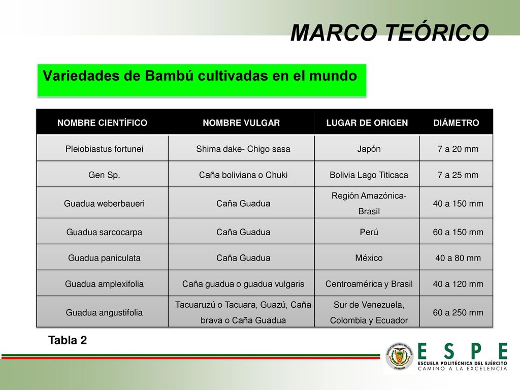MARCO TEÓRICO Variedades de Bambú cultivadas en el mundo Tabla 2
