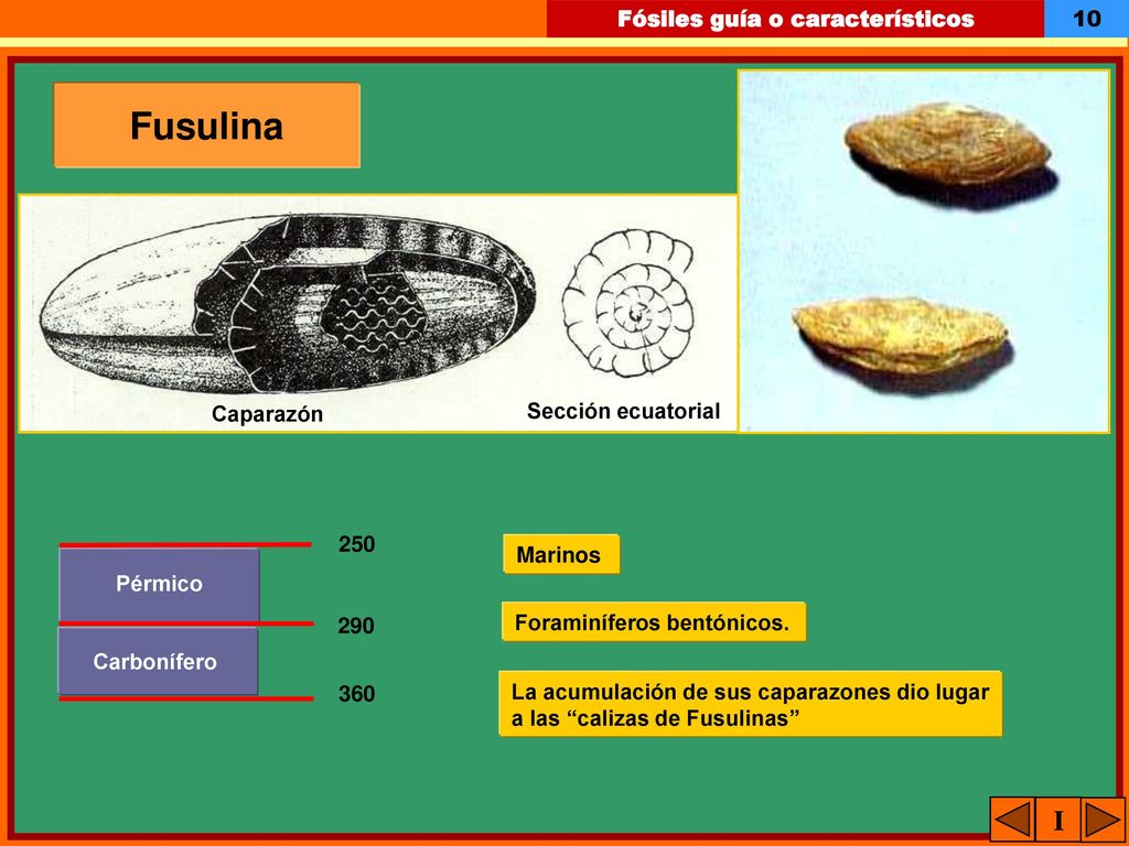 Fusulina I Caparazón Sección ecuatorial 250 Marinos Pérmico 290