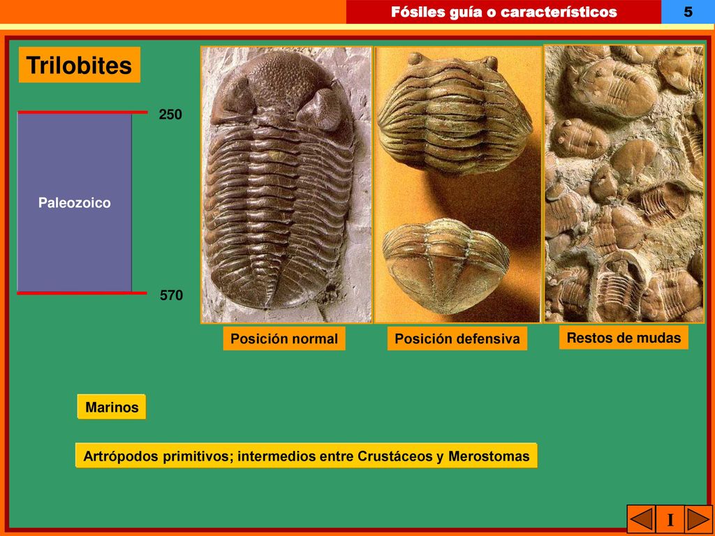 Trilobites I 250 Paleozoico 570 Posición normal Posición defensiva