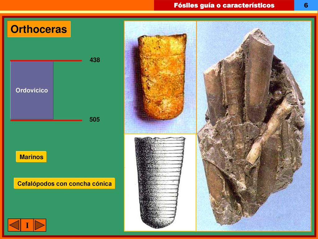 Orthoceras 438 Ordovícico 505 Marinos Cefalópodos con concha cónica I
